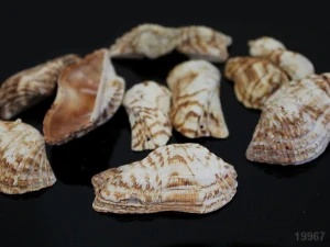 Veliké široké barevné mušle