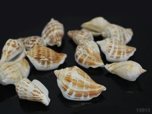 Velké mušle